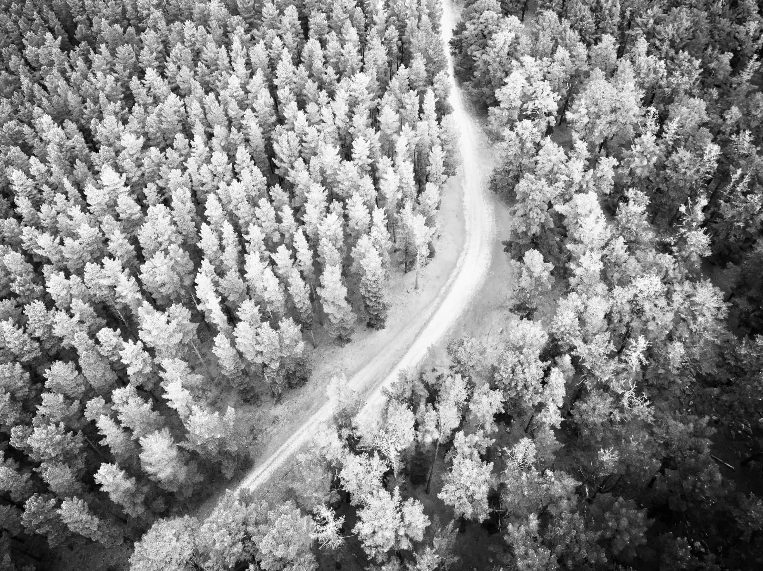 UE rinvia ancora l’entrata in vigore del Regolamento contro la deforestazione (EUDR)